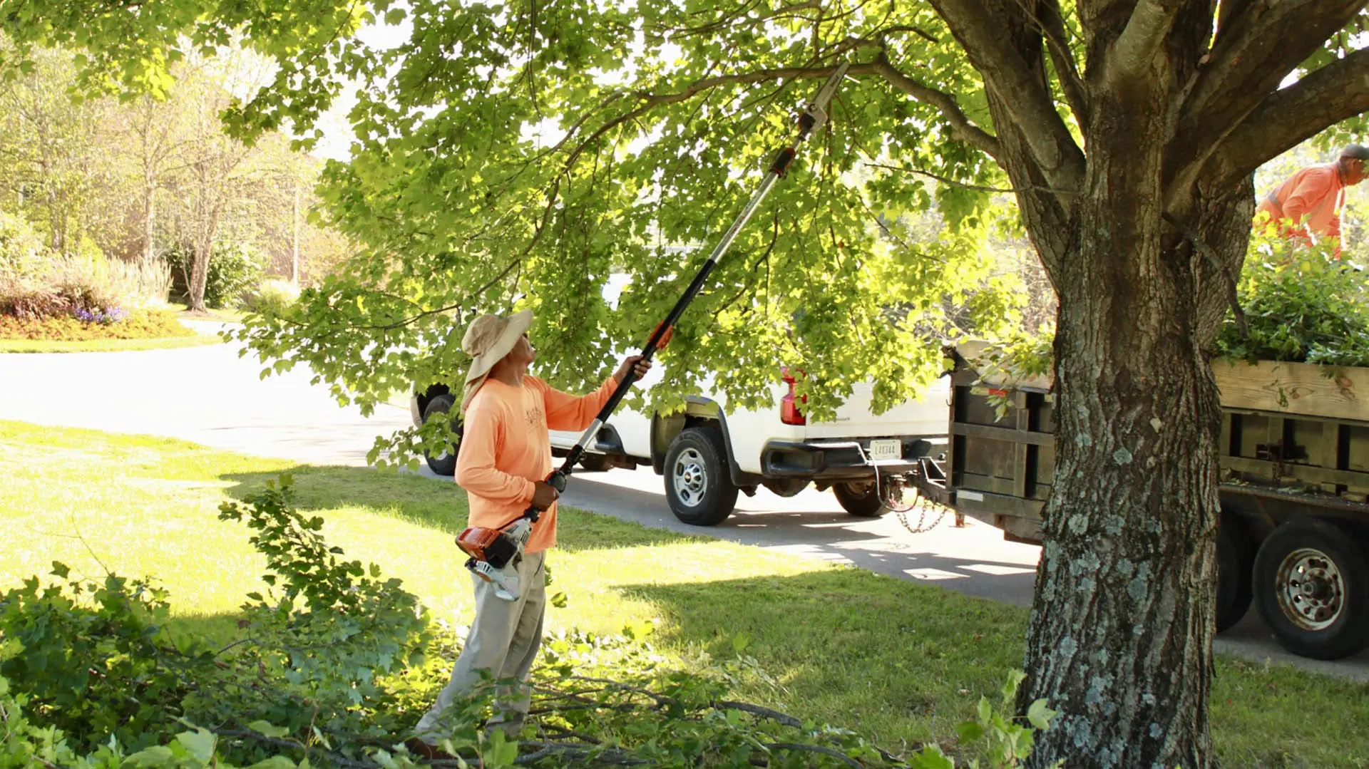tree-care-lexington