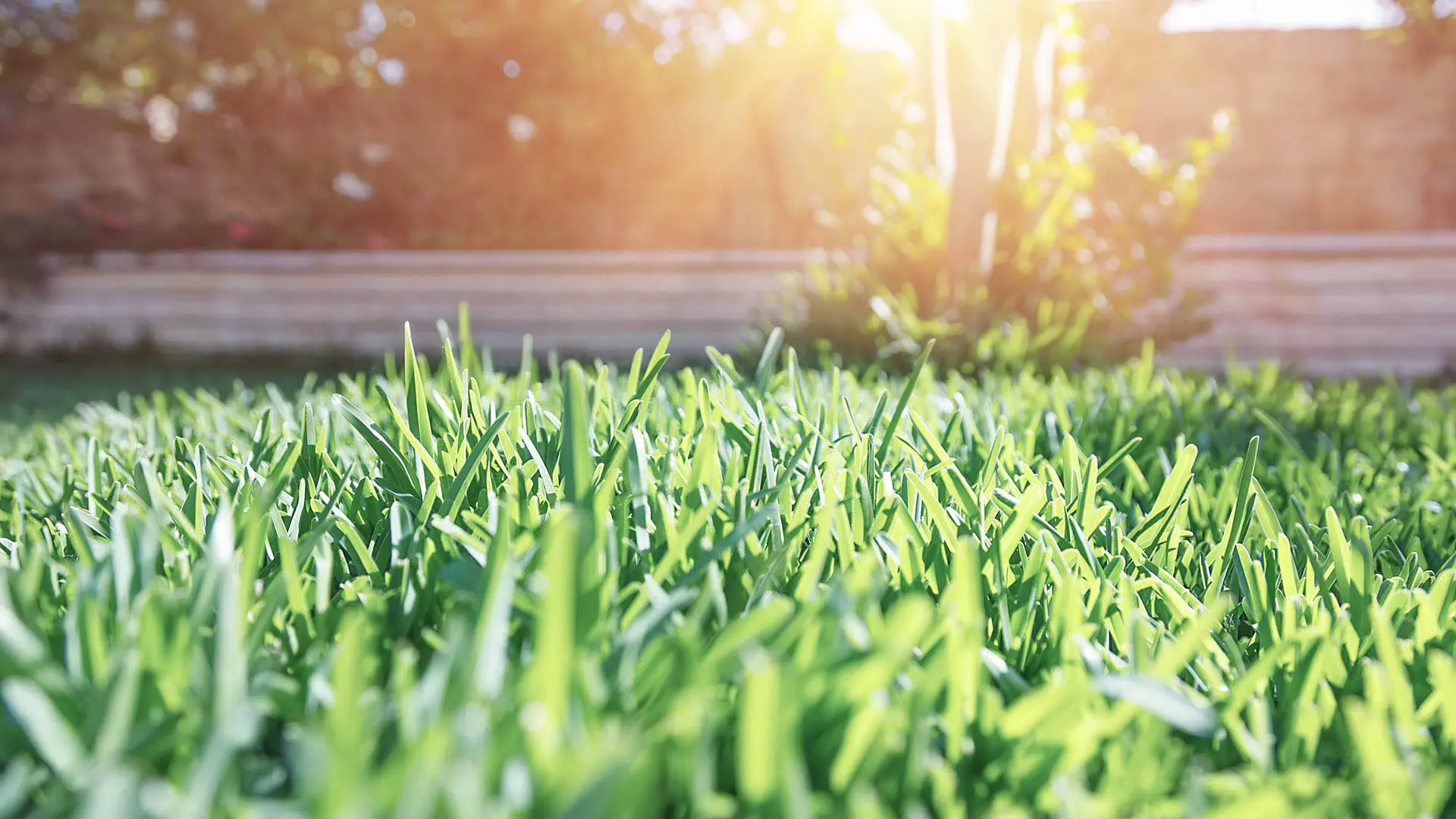 turf care lexington